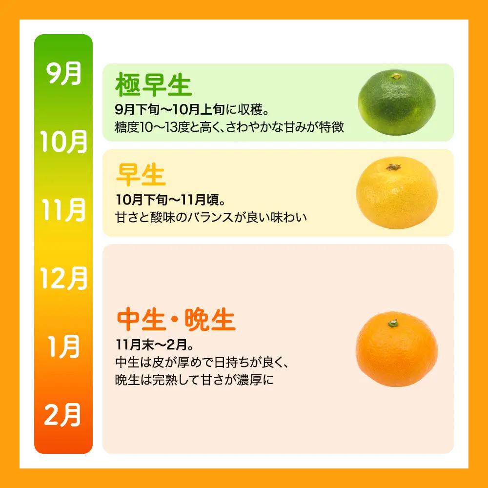  【先行予約】訳あり品 温州みかん 「おてんば娘」5kg(早生・中生・晩稲)【S～2Lサイズおまかせ】【2026年10月中旬～2027年2月下旬頃までに順次発送】＜味好農園＞/みかん 蜜柑 柑橘 温州