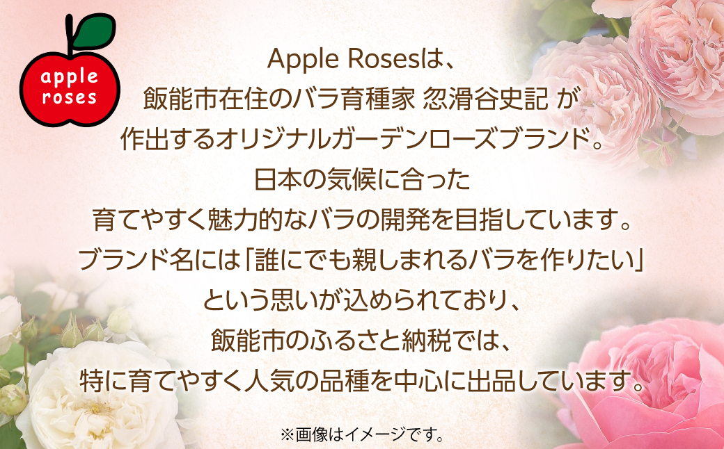 【Apple Roses】バラ苗『マイスタージンガー』大苗6号ポット植え 　 HNNH001