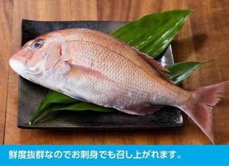 『日向灘の海の幸』天然真鯛（活き締め）【鮮魚 さかな 刺身 煮つけ 九州 宮崎 川南町 新鮮 魚 魚介類】