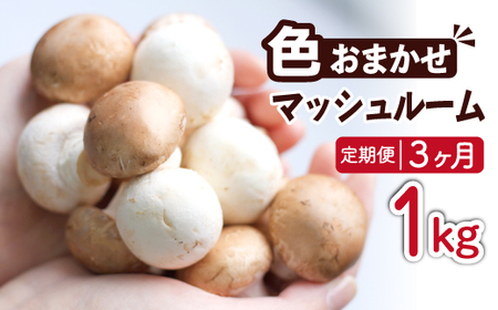 岩手県産 八幡平マッシュルーム1kg 色はおまかせ 3ヶ月定期便 ／ マッシュルーム きのこ 茸 キノコ 料理 サラダ パスタ バーベキュー BBQ おつまみ つまみ 焼く 揚げる 調理 料理 スープ ソース 自宅用 和食 洋食 おすすめ オススメ 【ジオファーム】