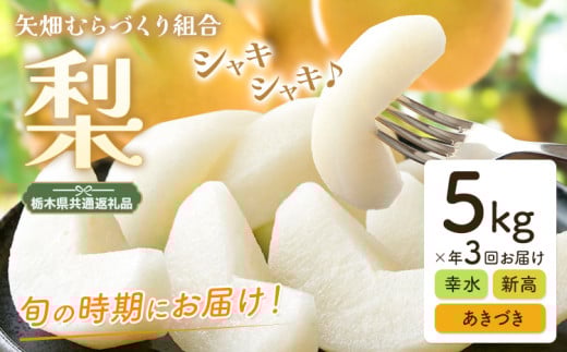梨 定期便 5kg 計3回 矢畑むらづくり組合《7月下旬-9月下旬頃出荷》栃木県 野木町 お楽しみ フルーツ 食べ比べ 幸水梨 豊水梨 にっこり梨 新高梨 あきづき 栃木産 果物【栃木県共通返礼品　栃木県産】【配送不可地域あり】(離島)