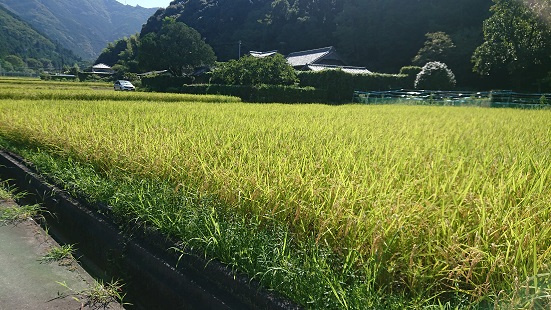 コシヒカリ 5㎏ れんげ緑肥で育てたみえの安心食材の認定 　化学肥料 不使用 みえ 安心食材認定 国産 コシヒカリ コシヒカリ コシヒカリ コシヒカリ GE-03