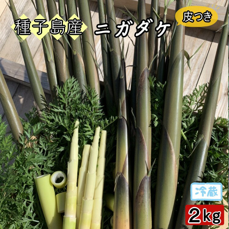 【ふるさと納税】＼ 先行予約 ／種子島 こむぎ屋工房 希少 な 種子島産 苦竹 （ ニガダケ ） 皮つき 2キロ 今が食べごろ！　種子島苦竹（ニガタケ）