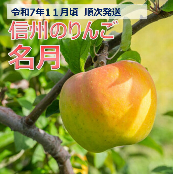 【ふるさと納税】令和7年11月ごろ発送　信州のりんご　名月　長野県　伊那市　名月　与古美