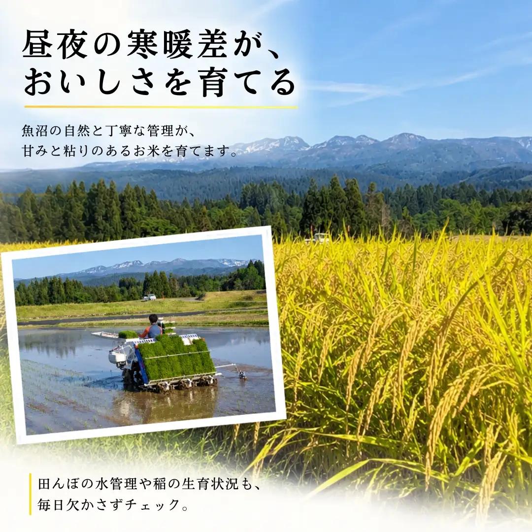 【3ヶ月定期便】【令和8年産 コシヒカリ】魚沼産コシヒカリ 特別栽培米 5kg(5kg×1袋) | 新潟県産コシヒカリ 魚沼産こしひかり 米 お米 こしひかり 白米 精米 ブランド米 津南町 米処やえ