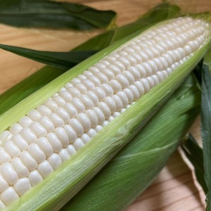 【 2026年 先行予約 】 とうもろこし 白 ＆ 黄色 12本 食べ比べ 【 とうもろこし 】