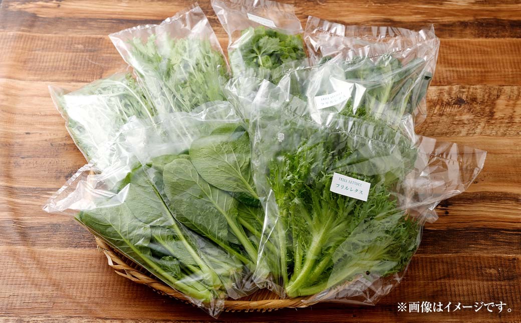 水耕 栽培 新鮮 葉物 野菜 Bセット
