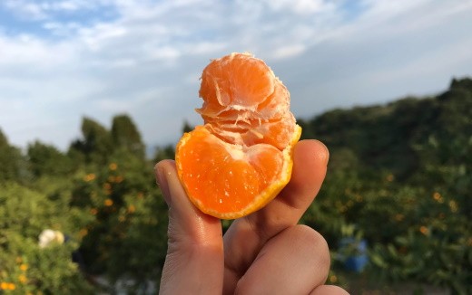 果樹園みかんの木の早熟早生みかん小玉サイズ 約5kg