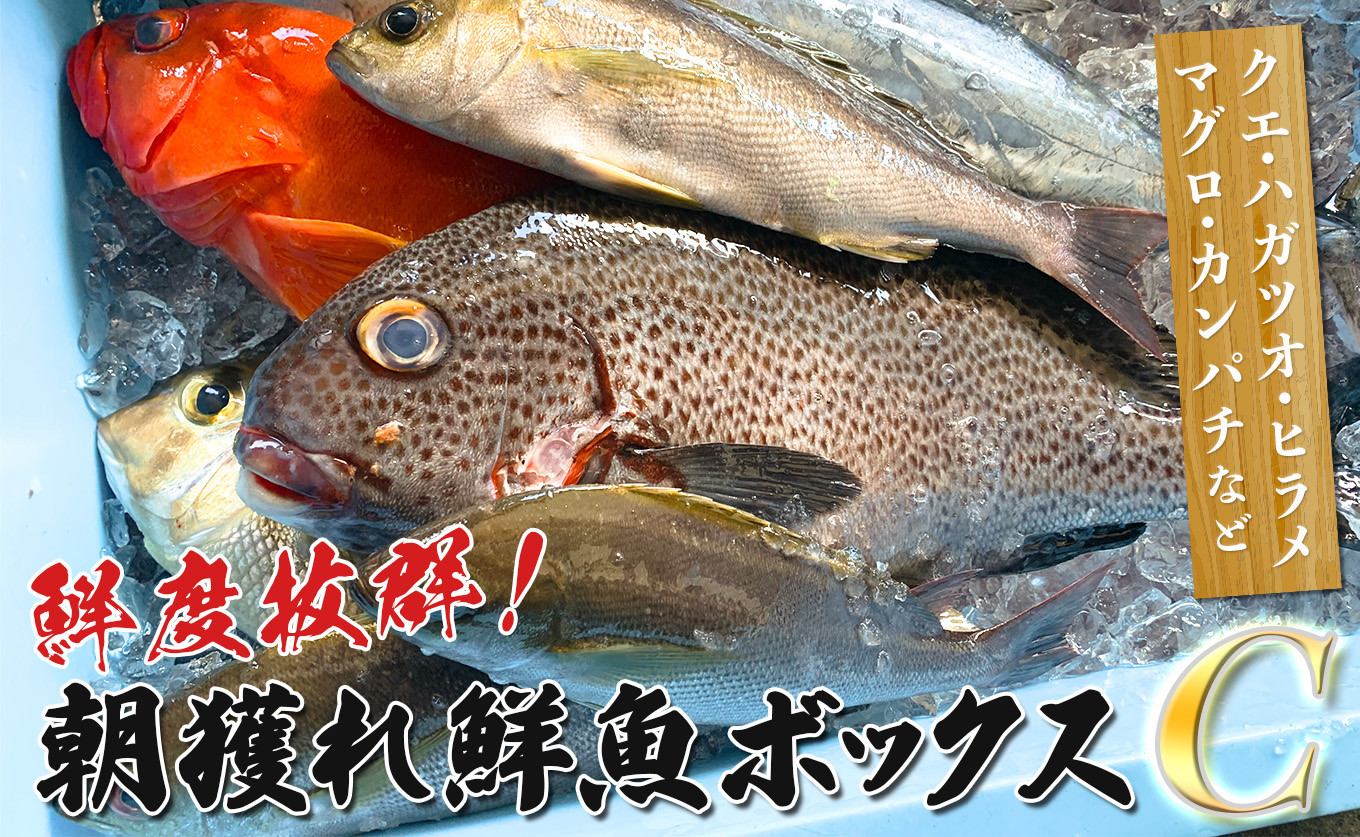 
鮮度抜群！朝獲れ鮮魚ボックスC
