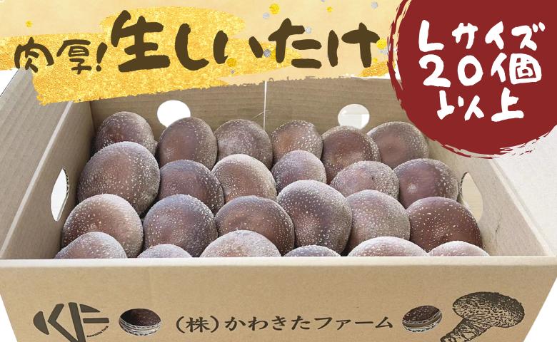 
                  かわきたファーム の 肉厚 しいたけ 椎茸 シイタケ しいたけ栽培 生しいたけ 千葉 八街 
                