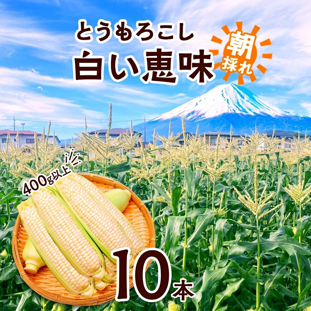 【ふるさと納税】 とうもろこし 白い恵味 ホワイト 400g以上×10本 計4kg以上 高糖度 トウモロコシ スイートコーン 玉蜀黍 コーン 白 夏野菜 ジューシー 野菜 おやつ 甘い 旬 産地直送 送料無料 湖南野菜出荷組合 山梨県 富士河口湖町 FEM007