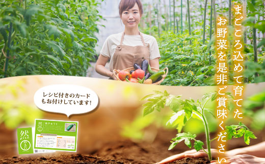 季節のお野菜セットと阿部牧場ASOMILK800ml×2本 詰め合わせ 三ツ星 ミルク 牛乳 新鮮 旬 産地直送 採れたて 朝採れ みずみずしい 甘い 美味しい 人気 安心 安全 おすすめ お中元 御歳暮 熊本県 阿蘇市