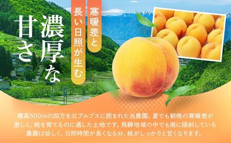【2025年先行予約】飛騨のたから桃（4-8玉）糖度15度以上 黄桃｜桃 もも おうとう 極上の甘さ 濃厚な甘さ 甘い 贈答 高級 特選 朝採り 飛騨の朝採り桃 朝採れ農家直送 飛騨高山 つむぎ果樹園
