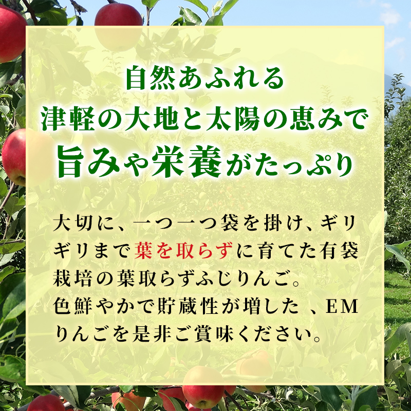 りんご 【 4月発送 】 贈答用 EM 葉取らず ふじ 約 5kg ( 有袋栽培 CA貯蔵 ) 【 弘前市産 青森りんご 】リンゴ 果物 青森 弘前 贈答