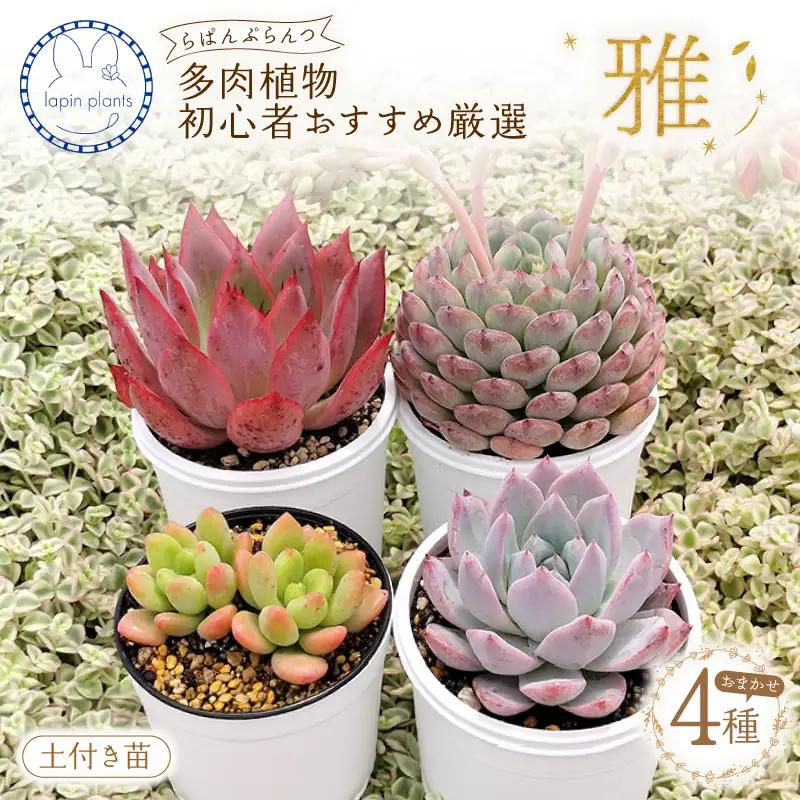 多肉植物【雅】らぱんぷらんつ 初心者さんおすすめ厳選4種 土付き苗 多肉