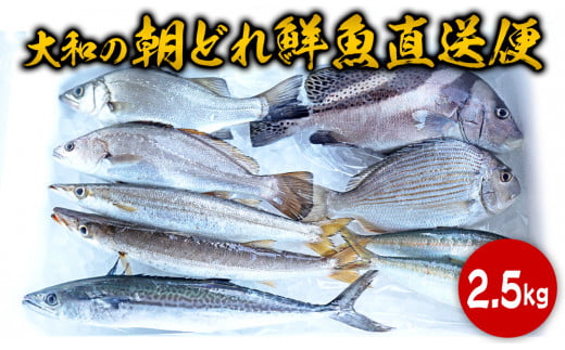 
【単月お届け】大和海商の朝どれ鮮魚直送便　2.5kg 　N072-ZA2226
