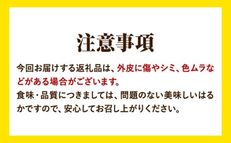 はるか 約7kg S～2L 家庭用 サイズ混合 横川果樹園 《2月上旬-3月中旬頃出荷》 和歌山県 日高川町 はるか みかん 果物 柑橘 フルーツ 送料無料