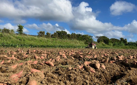 種子島 中園ファーム 熟成 安納芋 の 黄金 塩 チップス 50g×5袋