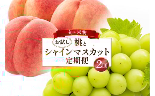 フルーツ 定期便 2回 山梨 旬な果物 お試しセット 桃 1.1kg(3〜5玉) シャインマスカット 600g(1房) [斎庵 山梨県 韮崎市 20743913] フルーツ定期便 果物 くだもの 定期 マスカット シャイン 葡萄 ぶどう ブドウ もも momo