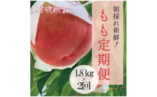 【2026年発送★先行予約】 朝採れ 桃 定期便 全2回 （笛吹桃源） 157-009
