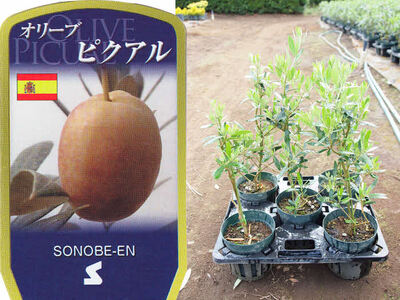 【3鉢セット】オリーブの木 品種：ピクアル 6号鉢 シンボルツリー_FC14 観葉植物 オリーブ 苗木 ※北海道・沖縄・離島への配送不可