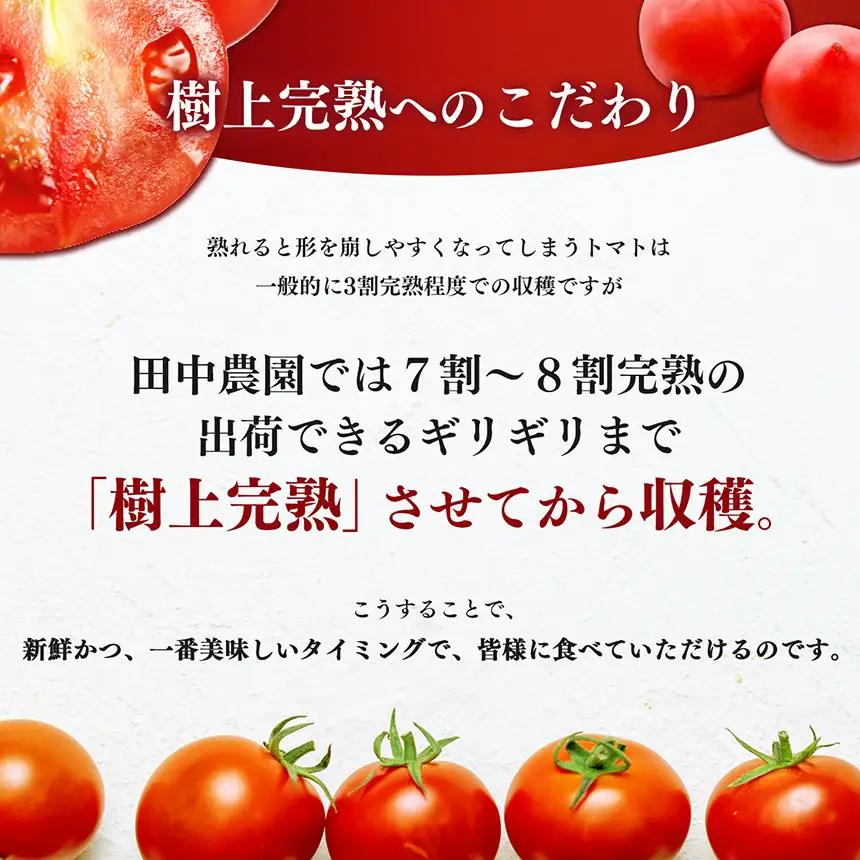 トマト約4kg 23玉～25玉   | ヤサイ 野菜 やさい トマト とまと 野菜 大玉 | 奈良県 五條市