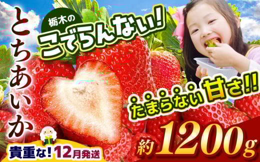 【12月発送】栃木のこでらんないイチゴ（とちあいか）約300×4 | とちあいか いちご イチゴ 完熟 高糖度 甘い 酸味が少ない 栃木県 日本一