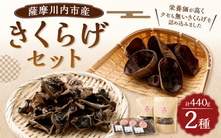 AS-059 【数量限定・無農薬】薩摩川内市産のきくらげセット（生きくらげ・乾燥きくらげ）