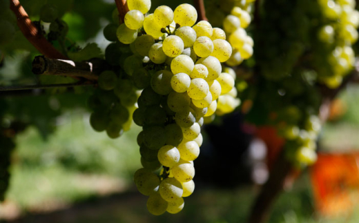 ワイン 奥出雲葡萄園 杜のワイン白　3本セット 国産 ワイン セット 白ワイン 3本 3本セット 詰め合わせ 飲み比べ セット まとめ買い お酒 酒 アルコール 日本ワイン 国産ワイン 地ワイン 75