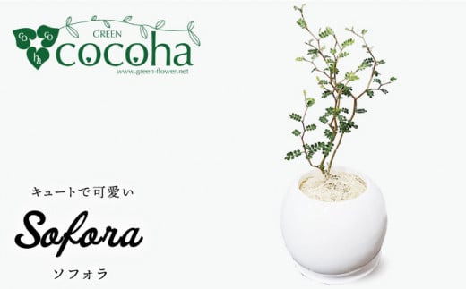 ソフォラ 糸島市 / cocoha [AWB014] 観葉植物 グリーン インテリア 室内	母の日	父の日	ギフト