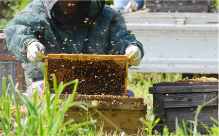 【程よい甘みが美味しい】やまももジャムと純粋蜂蜜のセット＜株式会社南畑ぼうぶら会議＞那珂川市 はちみつ ハチミツ フルーツ ジャム 果物  11000 11000円 [GBL010]