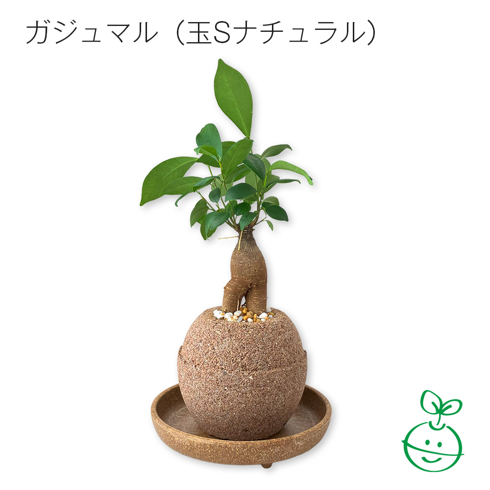 アクアプラントポット®　玉Ｓ 植木鉢ガジュマル（1647）