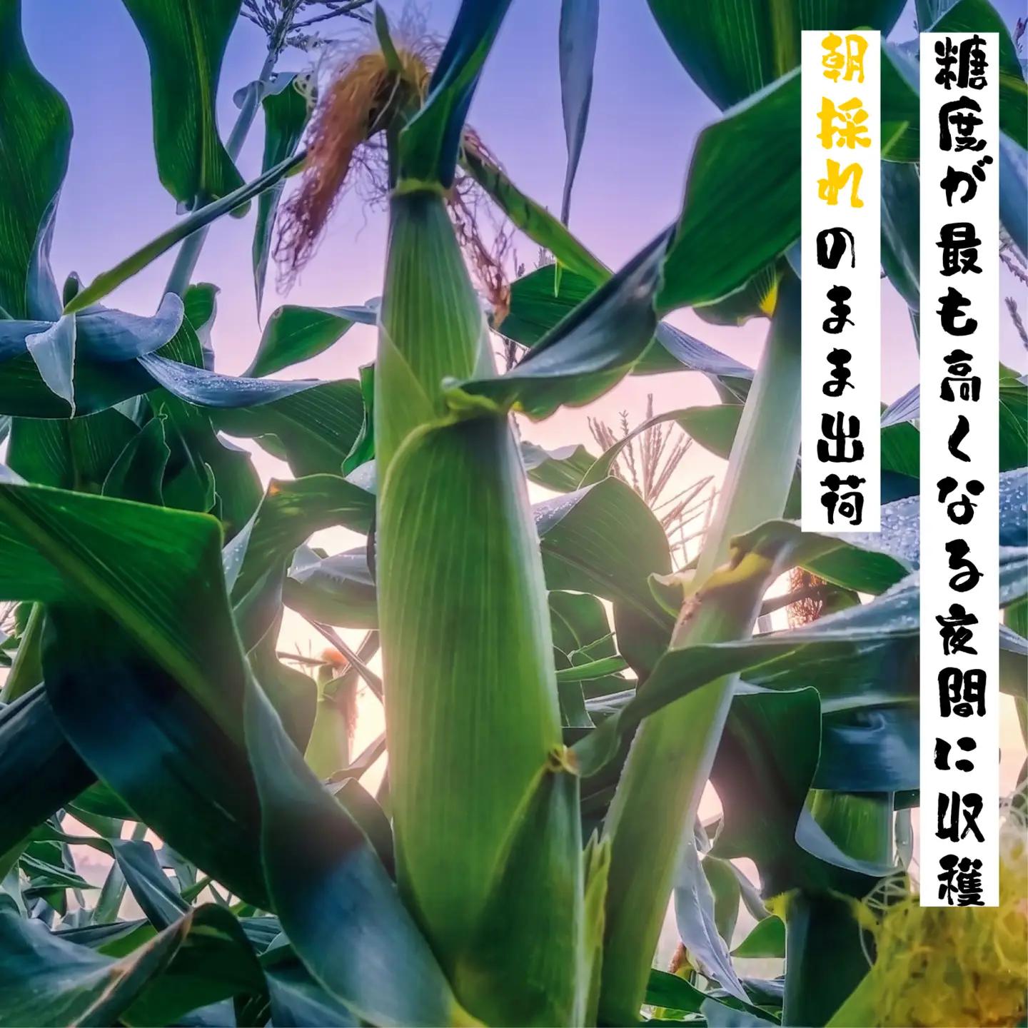 6/10から順次配送！ 朝採れ とうもろこし 10~12本 箱根夏風 とうもろこし