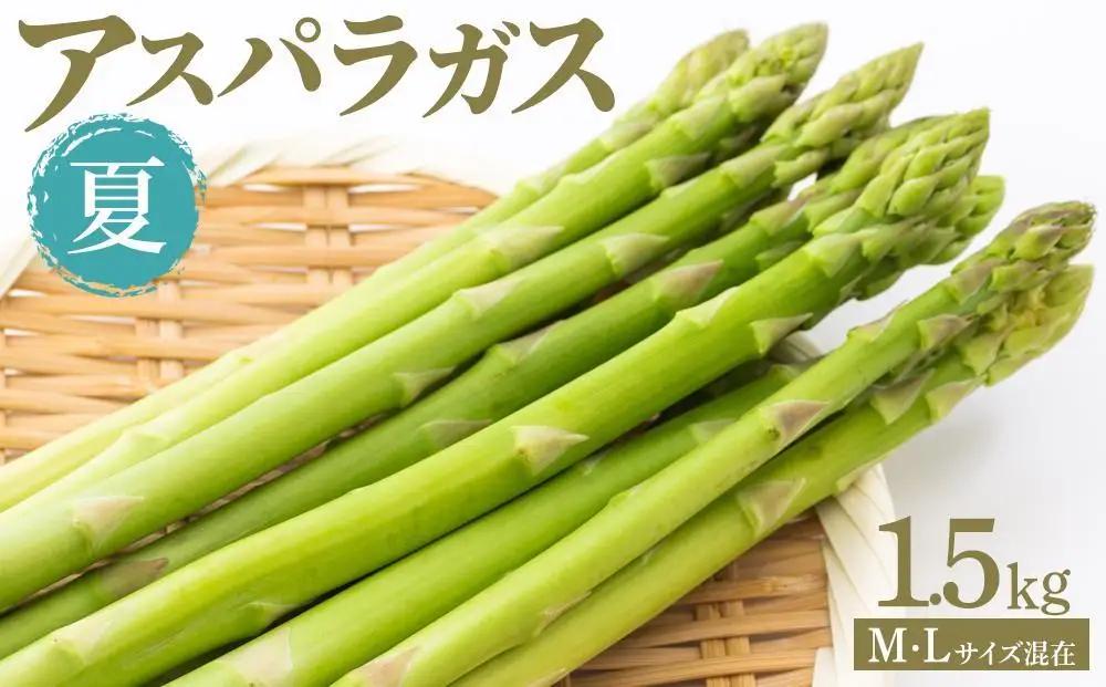 夏アスパラガス 1.5kg M・Lサイズ混在 2026年6月より順次発送