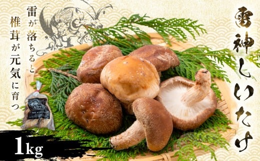 【先行予約 2025年11月中旬から順次発送】千葉県大網白里市産「雷神しいたけ」1kg BC001 / しいたけ 椎茸 菌床 生しいたけ 肉厚 ふるさと納税