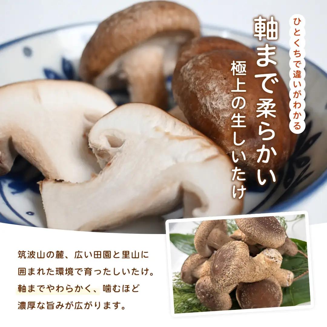 産地直送！軸まで美味しい『軸王しいたけ』サイズ混合 約1kg (約50～70個)