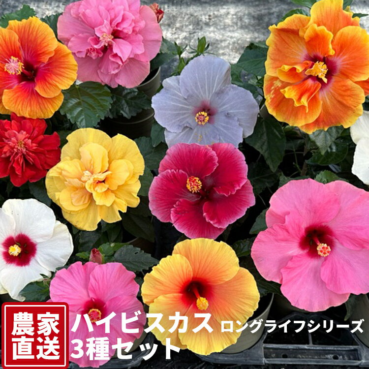 【ふるさと納税】ハイビスカス（ロングライフシリーズ） 3種セット【農家直送】 | 植物 お花 花 鉢 鉢花 花鉢 フラワー ギフト プレゼント 贈り物 珍しい 育てやすい かわいい 可愛い キレイ ※2026年6月上旬～8月上旬頃に順次発送予定 ※北海道・沖縄・離島への配送不可