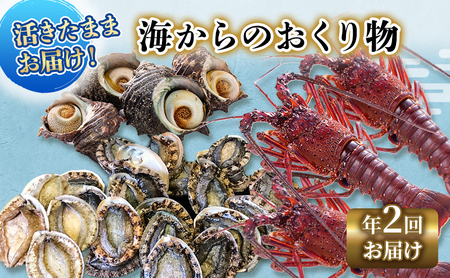 【アワビについて注意事項あり】 伊勢海老 アワビ サザエ 定期便 年2回 海からのお届け物 伊勢エビ 3～8匹 さざえ 4～15個 あわび 3～5枚 伊勢えび 海老 エビ えび 鮑 貝 魚介 魚介類 海鮮 海鮮セット セット 詰め合わせ 冷蔵 刺身