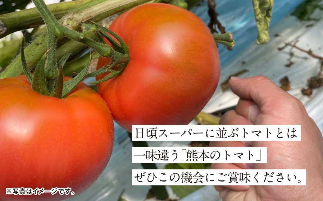 【5か月連続定期便】『まるで太陽の恵みをそのまま閉じ込めたような真っ赤な大玉トマト』約4kg×5回 計17.5㎏