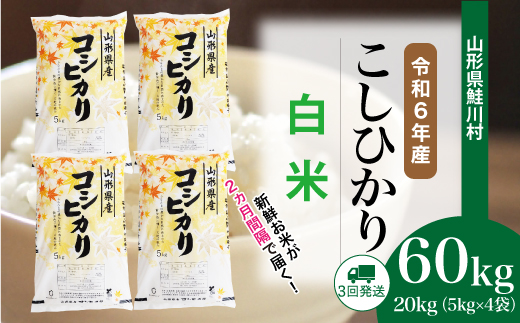 ＜令和6年産米＞ 令和7年2月上旬より配送開始 コシヒカリ【白米】60kg定期便(20kg×3回)　鮭川村