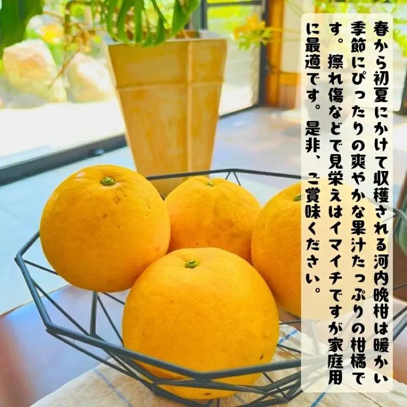  爽快 柑橘 有田 育ちの爽やか 河内晩柑 （ ご家庭用 わけあり ） 1kg+200g(補償分) / 晩柑 宇和ゴールド ジューシーオレンジ 愛南ゴールド ナダオレンジ 天草晩柑 夏文旦 和歌山 ※