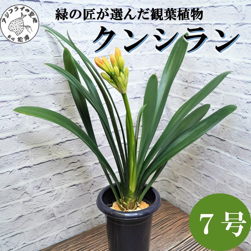 緑の匠が選んだ観葉植物 素敵な空間づくりに クンシラン 7号( クンシラン 観葉植物 インテリア 植物 新築祝い 贈り物 開店祝い 引っ越し祝い 送料無料 )【C0-059】