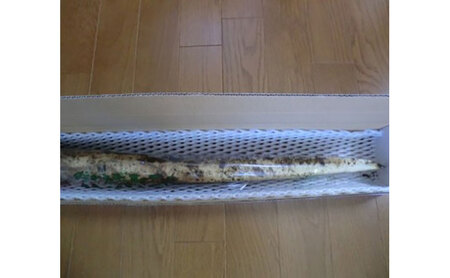 自然薯 贈答用自然薯 じねんじょ養強壮 化粧箱 神奈川県 平塚市