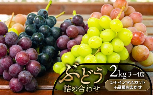 【令和8年産先行予約】 ぶどう詰合せ（品種おまかせ） 2kg（3～4房）　山形県鶴岡市　鶴岡中央青果　| ぶどう ブドウ 葡萄 果物 くだもの フルーツ 食べ比べ 2キロ 旬 2026年産 人気 美味しい お取り寄せ 返礼品