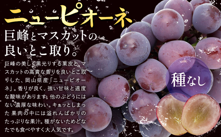 【2026年先行予約】ぶどう ニューピオーネ ご家庭用 約 1.8kg 3～5房《2026年8月上旬-9月中旬頃出荷》株式会社fruceed ぶどう 送料無料 岡山県 浅口市 ぶどう フルーツ 果物 