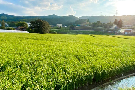【令和7年産米】【3カ月定期便】ちぎり米 10kg(「さがびより」、「ヒノヒカリ」、「夢しずく」から1種類 選択不可) K091308