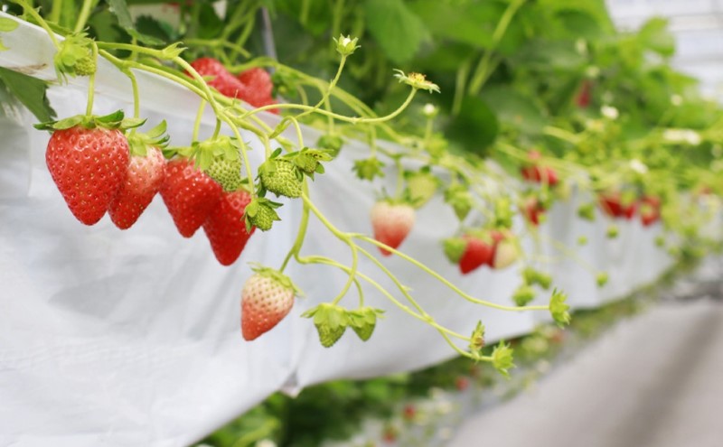 あまおう 生まれも育ちも福岡県 イチゴ界の王道！2パック 果物 デザート イチゴ 苺