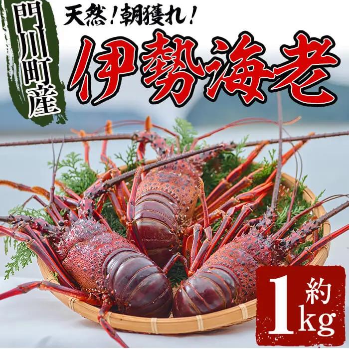 ＜数量限定＞天然！門川町産活き伊勢海老(計1kg・約2～3尾)海鮮 朝獲れ 国産【O-4】【門川漁業協同組合】