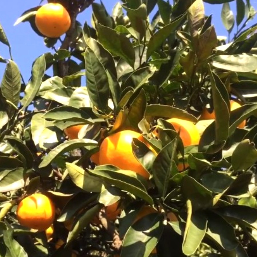 湯河原ブランド大津みかんL 3kg（約２４玉）