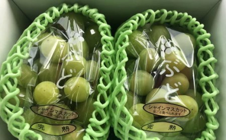 【新鮮・産直】和歌山かつらぎ町産の完熟シャインマスカット約1.2kg ※着日指定不可 ※北海道・沖縄・離島への配送不可 ※2024年9月上旬～10月中旬頃に順次発送予定
